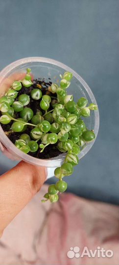 Роули вариегатный и зелёный