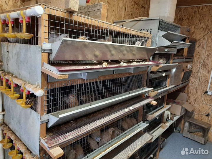 Мобильная перепелиная ферма