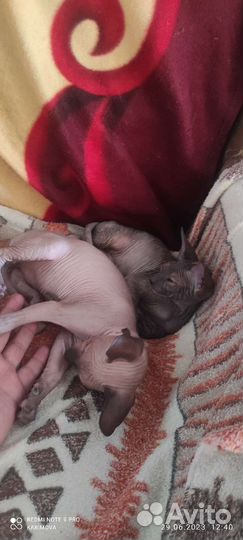 Донской сфинкс котята