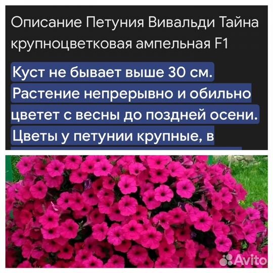 Рассада петунии сурфинии висты