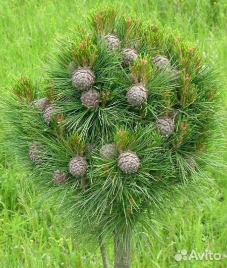 Кедр привитый Сибирский закрытая корневая