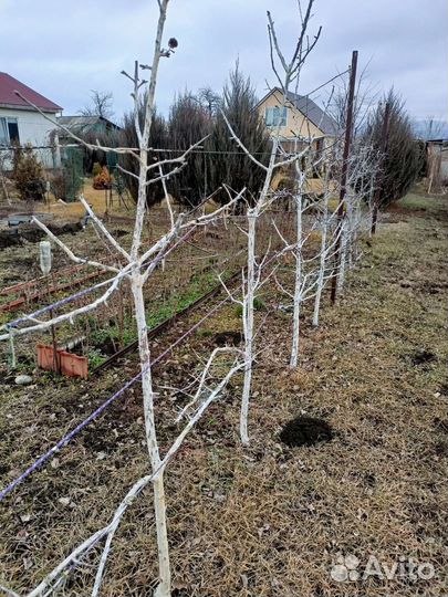 Обрезка деревьев, кустарников, винограда, хвойных