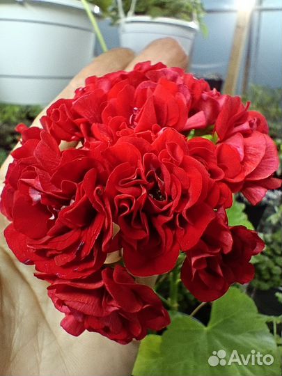 Герань розебудная