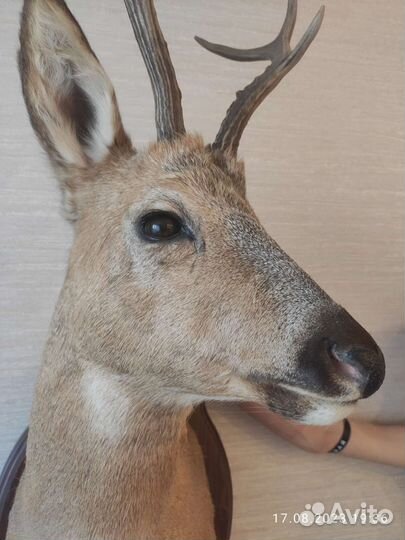 Чучело косули