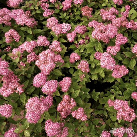 Спирея японская Манон (1 саженец в горшке 15-20 с