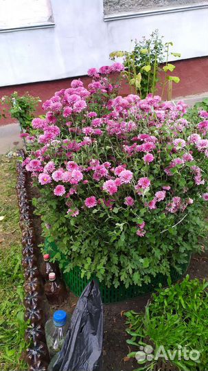 Хризантема садовая продаю деленками 100 р