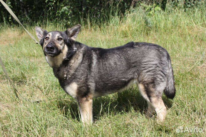 Ариэль, давно в приюте ищет семью