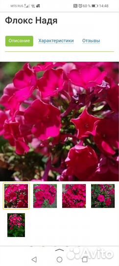 Флоксы сортовые