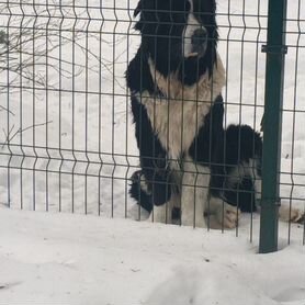 Собака в добрые руки отдам бесплатно