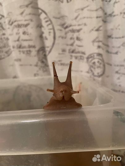 Улитки ахатины маленькие