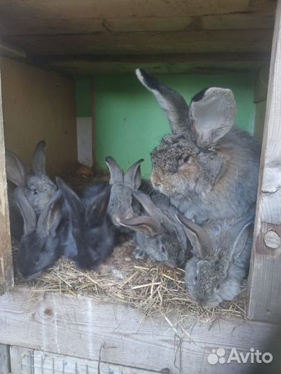 Кролики мясных пород, мясо кролика