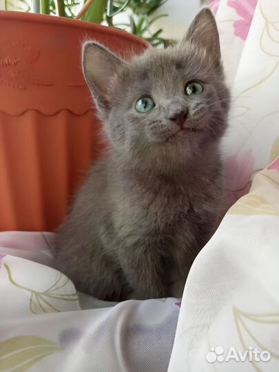 Котенок в добрые руки