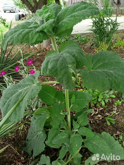 Шалфей мускатный