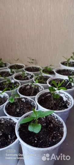 Гранат (саженцы)