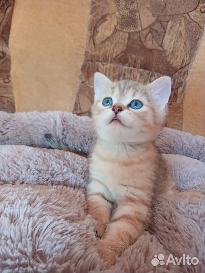 Британская