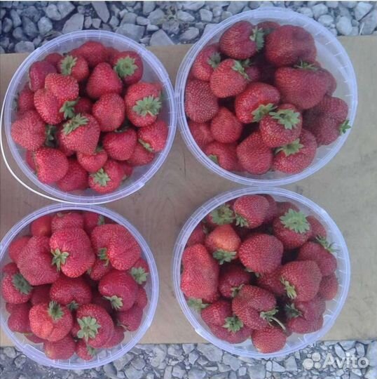 Рассада клубники (виктория) с закрытой корневой