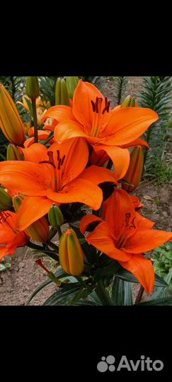 Цветы лилии луковицы