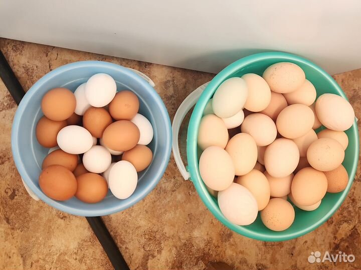 Домашние куриные яйца