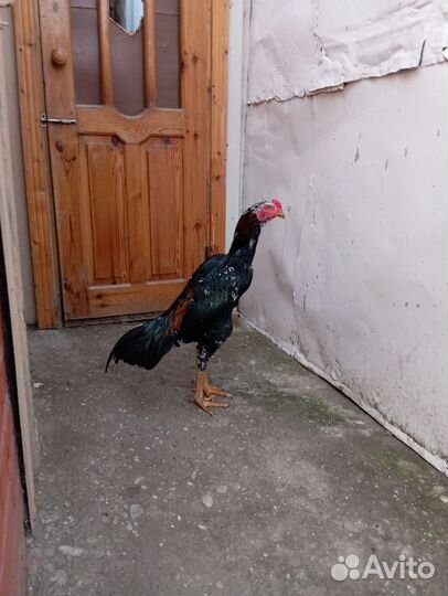 Бойцовый петя