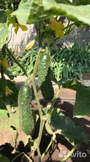 Огурчики домашние