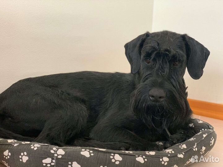 Ризеншнауцер Жора в ответственные руки