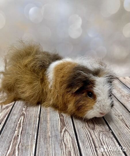 Морская свинка пушистая