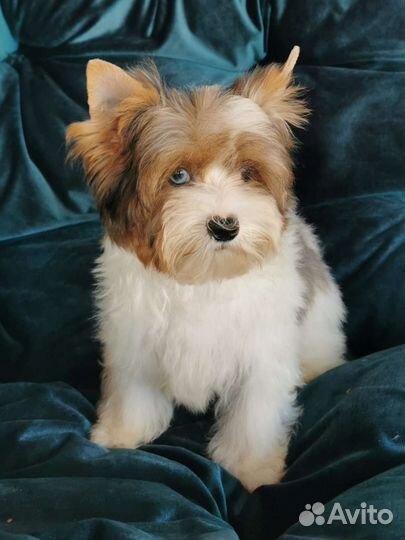 Бивер мальчик