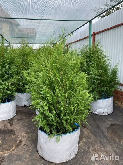 Туя Брабант 1,2-1,4 м оптом