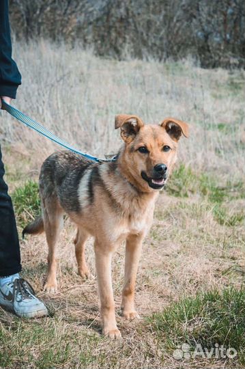 Молодой кобель в поисках дома
