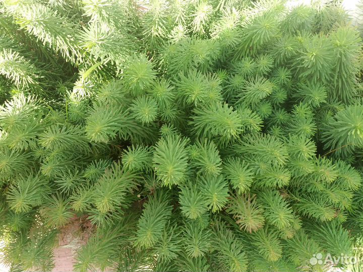 Каны, ромашки, ирисы, пионы