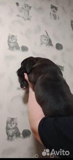 Американский булли xl