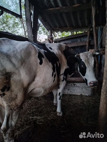 Продается корова и телочка