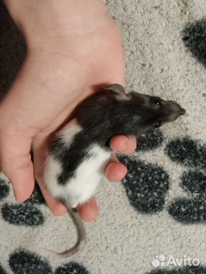 Крыса дамбо