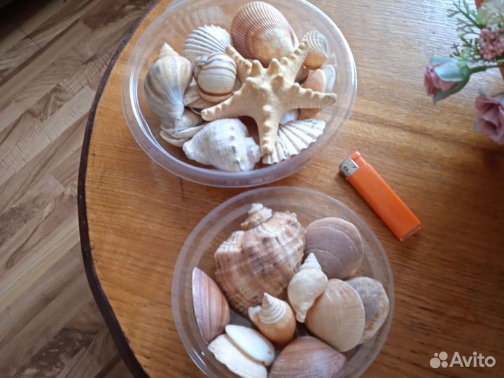 Набор морских раковин