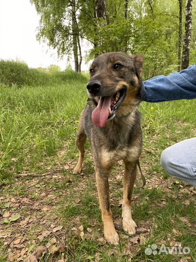 Кузя ищет дом, пристраивается в добрые руки