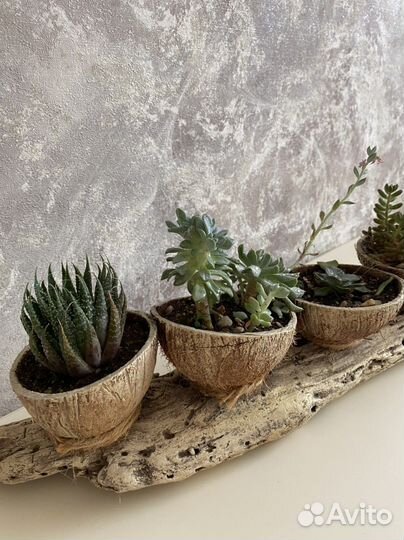 Композиция с живыми растениями