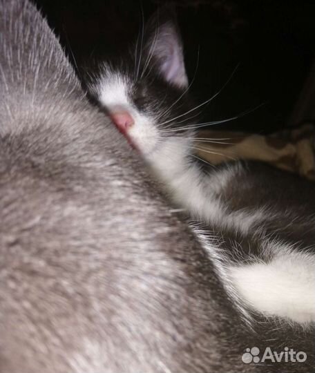 Котенок мальчик домашний скоттиш страйт