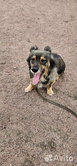 Небольшая спокойная собака в добрые руки