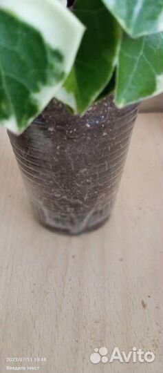 Крестовник крупноязычковый