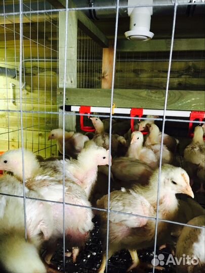 Суточные цыплята-бройлеры, вывод03.08