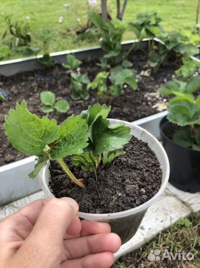 Клубника Брилла