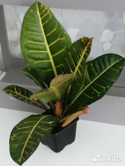 Кодиеум кротон