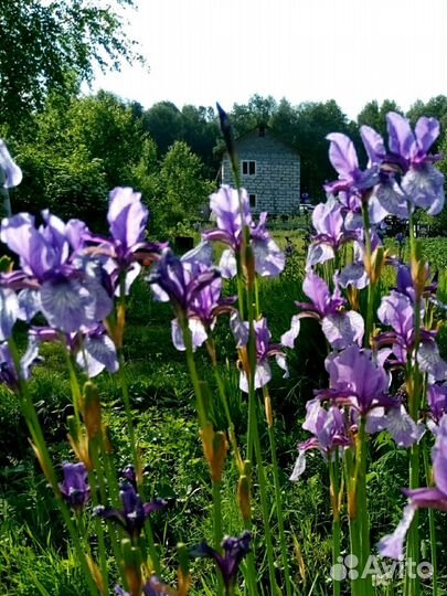 Многолетние, цветение май-июнь