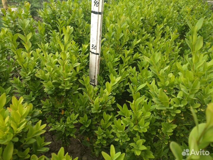 Самшит-Саженцы