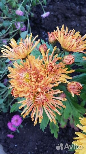 Хризантемы мультифлора