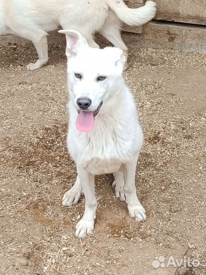 Белые щеночки в поисках дома