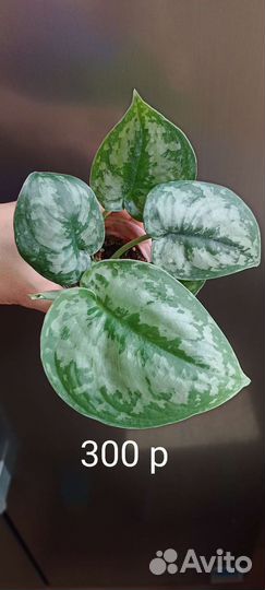 Сциндапсус Экзотика пиктус