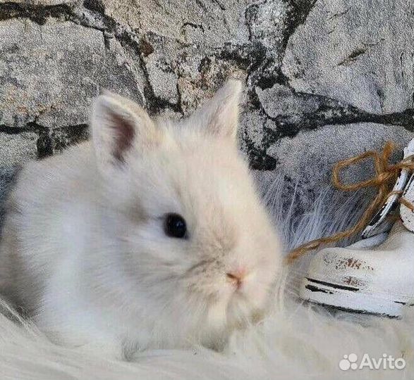 Карликовые Кролики