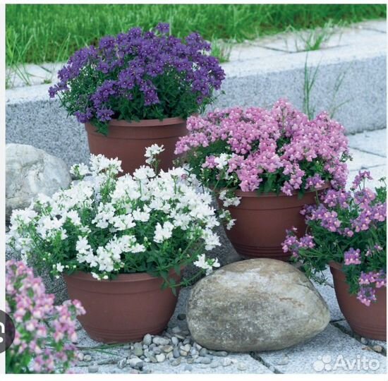 Бакопа Нимезия Плекрантус