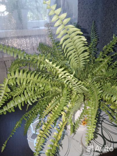 Нефролепис